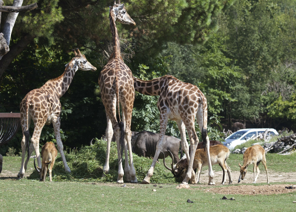 zoo safari verona immagini