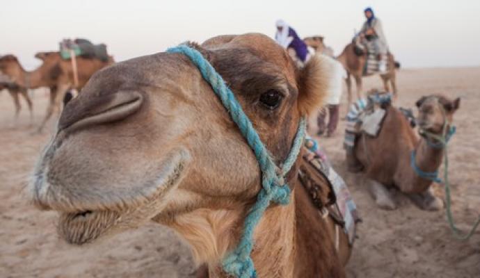 Fotogalerija: Tunizija (Sebastien Joly)