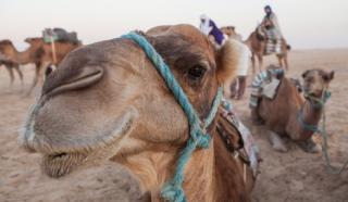 Fotogalerija: Tunizija (Sebastien Joly)